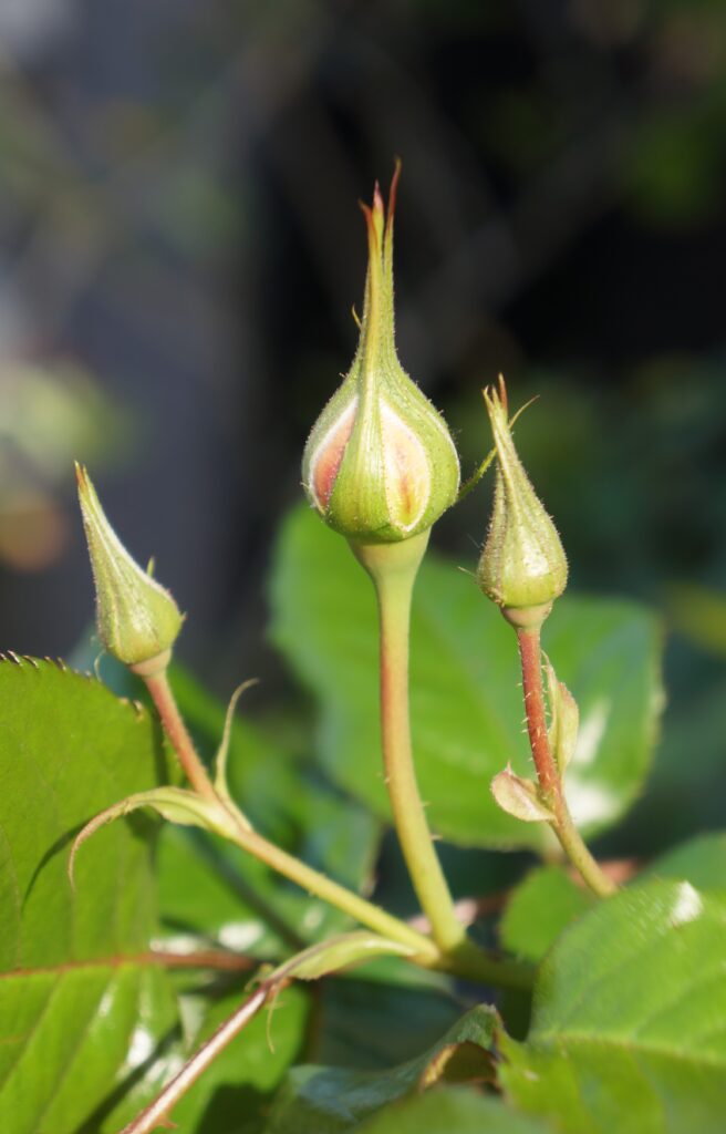 薔薇の季節へ