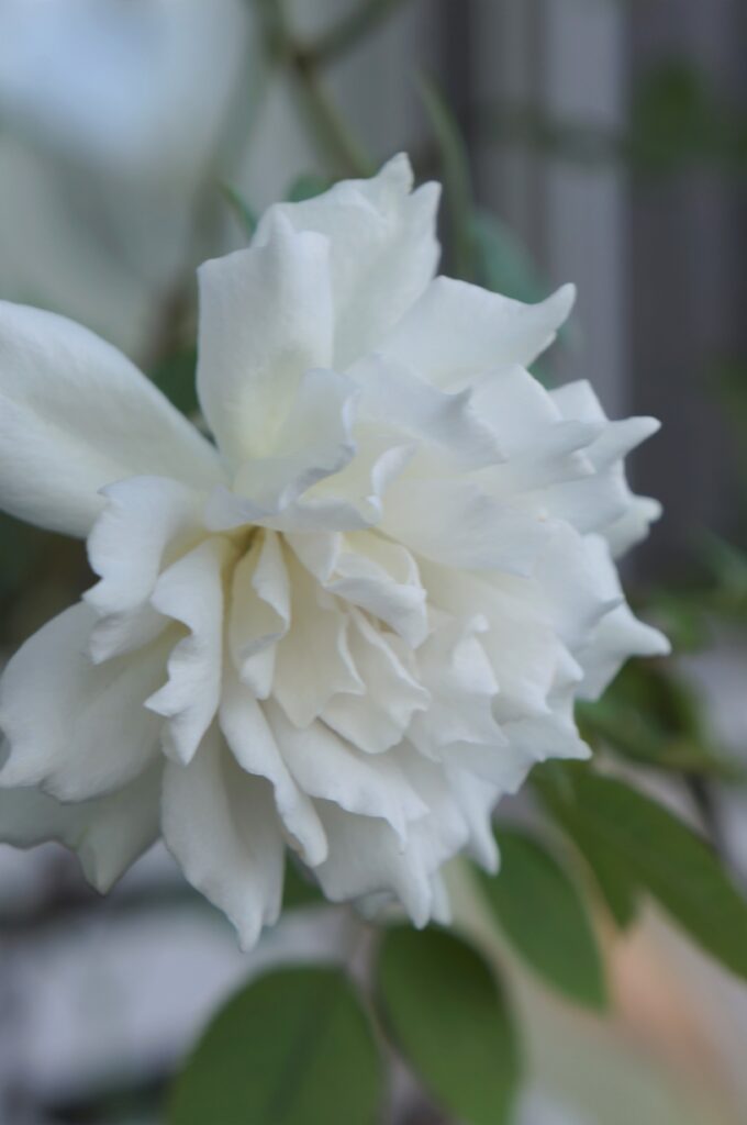 秋の薔薇