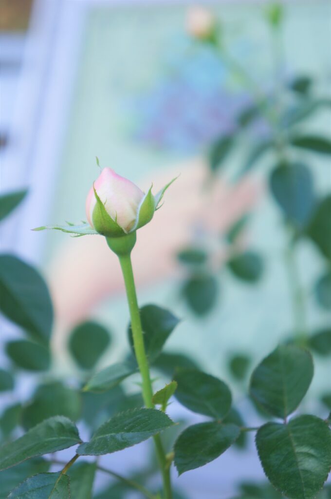 秋の薔薇