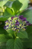 紫陽花の季節