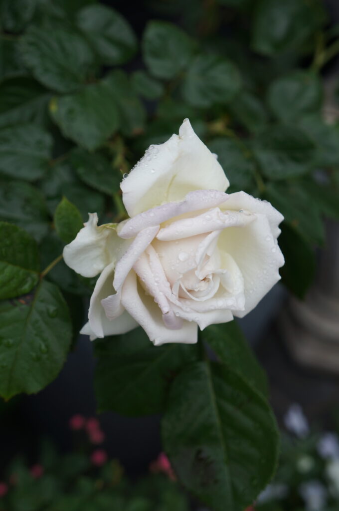 薔薇が咲き始めています♪