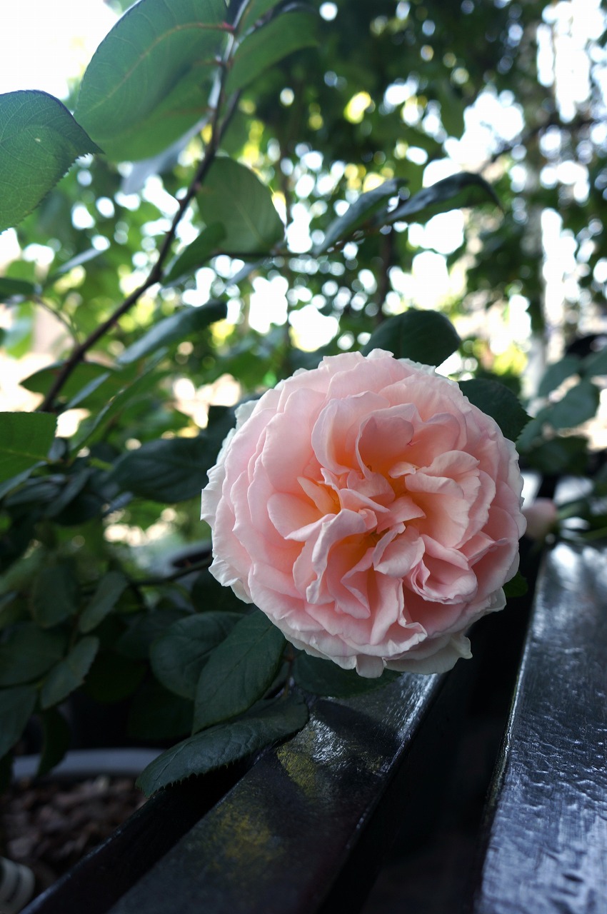 開花